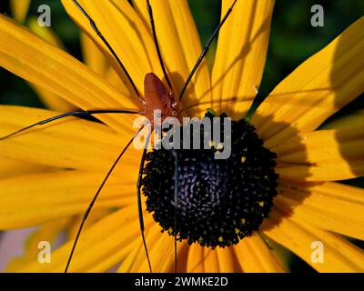 Brown daddy longlegs spider on a Black-eyed susan petal (Rudbeckia hirta); North Carolina, United States of America Stock Photo