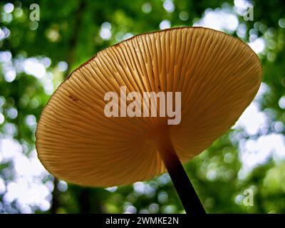 Underside of a mushroom on a slender stalk in a woodland; North Carolina, United States of America Stock Photo