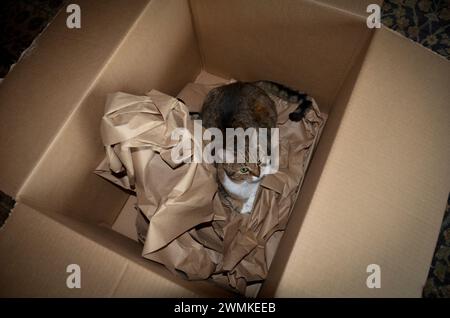 Cat hiding in a large cardboard box Stock Photo