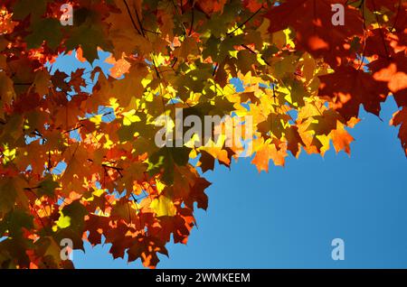 Brilliant coloured maples leaves on a tree in autumn against a blue sky Stock Photo