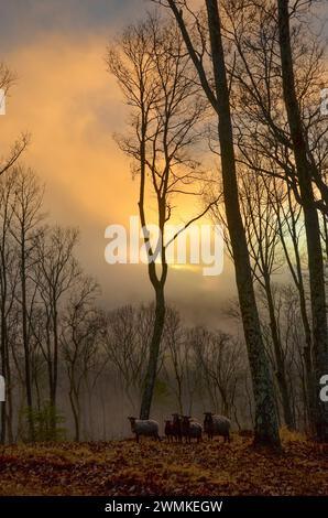 Setting sun pokes through heavy cloud cover as a small flock of sheep (Ovis aries) stand in the distance Stock Photo