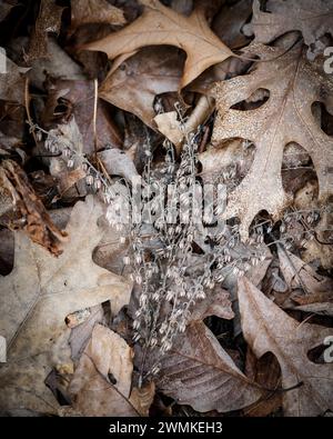 Dead leaves and plants decomposing on the ground Stock Photo