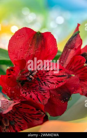 Red Peruvian lilies (Alstromeria) in bloom; Studio Stock Photo