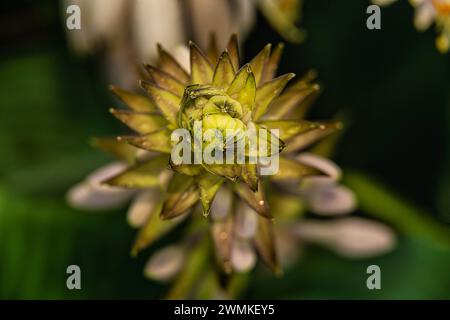 Plantain lily (Hosta) in bloom; New York City, New York, United States of America Stock Photo