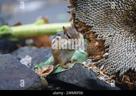 Chipmunk eats sunflower seeds from a fallen sunflower Stock Photo