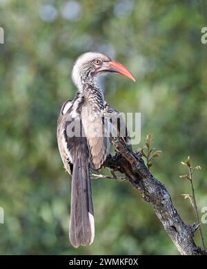 Southern Red-billed Hornbill perched on tree limb Stock Photo