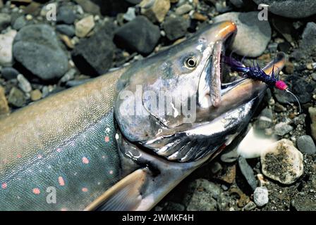 Fresh-caught Arctic char with a fishing fly in its mouth; Yukon, Canada Stock Photo