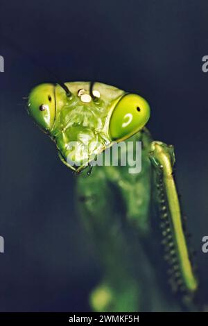 Close view of a praying mantis; Costa Rica Stock Photo