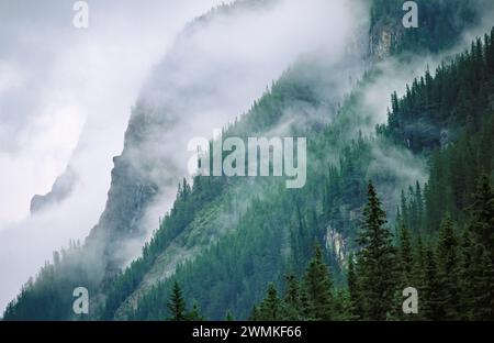 Fog blankets spruce trees in Yoho National Park; British Columbia, Canada Stock Photo