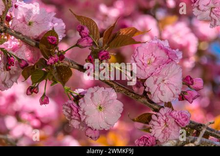 Close-up of cherry blossoms (Prunus 'Kanzan') in bloom on tree branch in the Brooklyn Botanic Garden Stock Photo