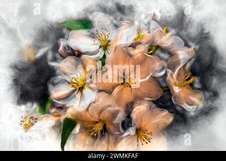 White cherry blossoms (Amygdaloideae) in bloom in Central Park; New York, New York, United States of America Stock Photo