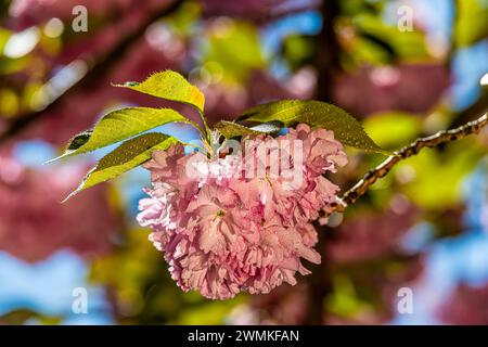 Pink cherry blossoms (Prunus kanzan) in bloom with water droplets on the petals and leaves, in Brooklyn Botanic Garden Stock Photo
