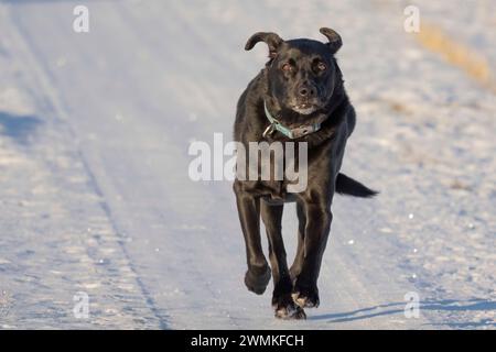 Black lab (Canis lupus familiaris) running on the snow toward the camera; Val Marie, Saskatchewan, Canada Stock Photo