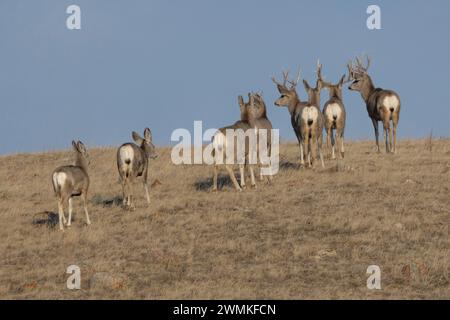 Herd of Mule deer (Odocoileus hemionus) on the landscape of Grasslands National Park; Saskatchewan, Canada Stock Photo