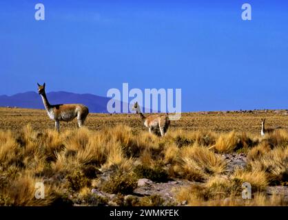 Vicunas (Lama vicugna) live near the arid Atacama Desert in Reserva Nacional Salinas y Aguada Blanca. They survive eating nutrient-poor, tough, bun... Stock Photo