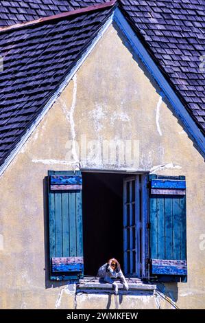 Framed in blue shutters, a dog (canis lupus familiaris) hangs out of an open window watching people walk by; Chile Stock Photo