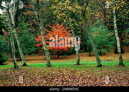 Autumn foliage along the serpentine drive to the Biltmore house; Asheville, North Carolina, United States of America Stock Photo
