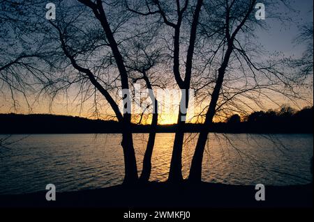 Trees alongside Jamaica Pond, designed by Frederick Law Olmstead, are silhouetted by the setting sun. A glacial kettle hole, Olmsted preserved much... Stock Photo