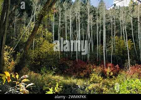 White-barked aspens contrast fall colors in the woodlands of the San Miguel River watershed where aspens, Populus tremuloides, grow along side a di... Stock Photo