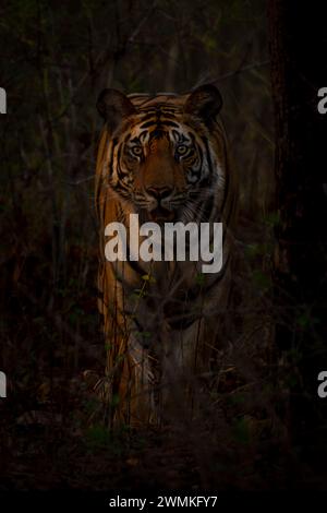 Close-up portrait of Bengal tiger (Panthera tigris tigris) standing in the grass, watching the camera through the tall grasses; Madhya Pradesh, India Stock Photo