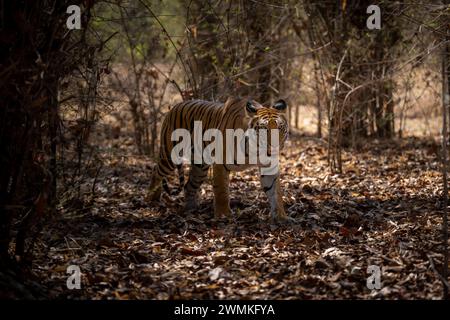 Bengal tiger (Panthera tigris tigris) walks across leaves in forest; Madhya Pradesh, India Stock Photo