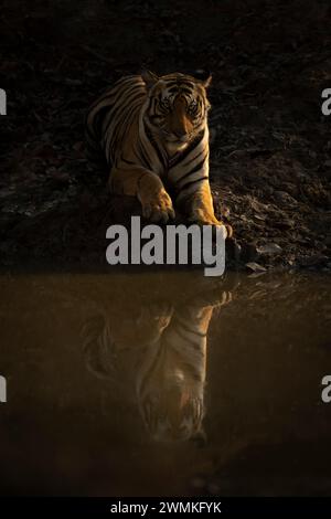 Portrait of Bengal tiger (Panthera tigris tigris) lying beside waterhole, watching camera; Madhya Pradesh, India Stock Photo