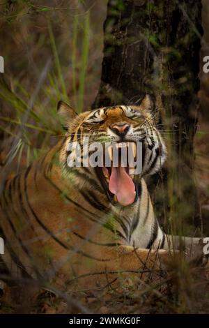 Close-up of a Bengal tiger (Panthera tigris tigris) lying in the forest, widely yawning; Madhya Pradesh, India Stock Photo