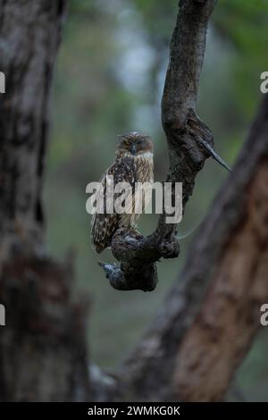 Portrait of a Collard scops owl (Otus lettia) standing on a gnarled tree branch watching the camera through the trees; Madhya Pradesh, India Stock Photo