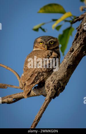 Close-up portrait of a spotted owlet (Athene brama) perched on a tree branch against the blue sky, eyes the camera; Madhya Pradesh, India Stock Photo