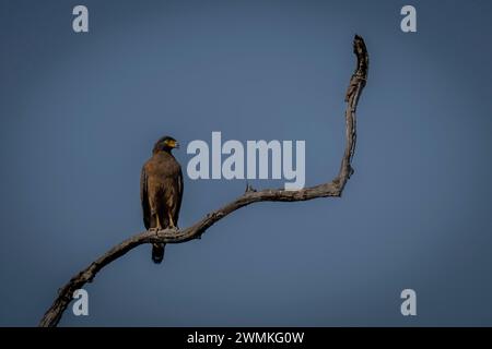 Portrait of a crested serpent eagle (Spilornis cheela) standing on a gnarled branch turns head, sunlit against the grey-blue sky Stock Photo