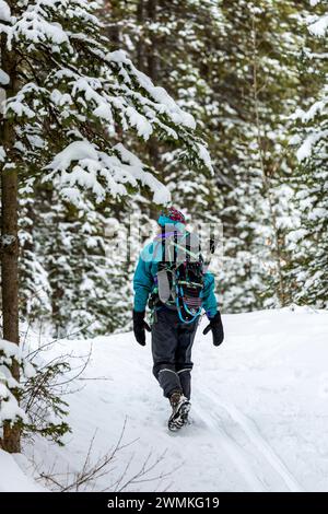 View taken from behind of a female hiking along a snow covered trail within a forest of snow covered evergreen trees; Lake Louise, Alberta, Canada Stock Photo