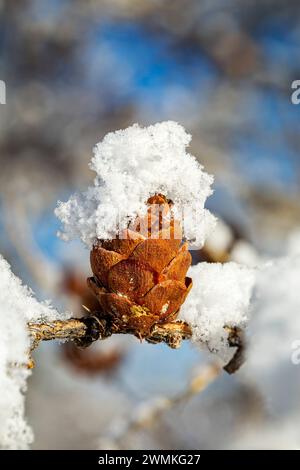 Extreme close up of a single, snow covered larch cone (Larix) on a branch with a blurred background; Calgary, Alberta, Canada Stock Photo