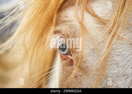 Close-up detail of a blue eye and blond mane hair of an Icelandic pony, near Stykkisholmur, Snaefellsnes peninsula, Iceland; Iceland Stock Photo