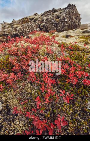 Crowberry bushes (Empetrum nigrum) in autumn colours on Berserkjahraun lava field, near Grundarfjordur, Snaefellsnes peninsula, west coast of Iceland Stock Photo