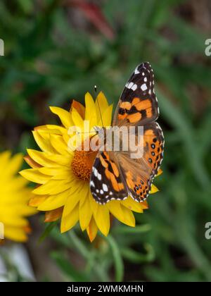 Australian Painted Lady Butterfly with colourful orange black and white Patterned wings on a bright yellow Paper Daisy flower in the garden Stock Photo