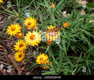 Australian Painted Lady Butterfly with colourful orange black and white Patterned wings on yellow Paper Daisy flowers or strawflowers in the garden Stock Photo
