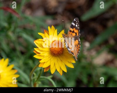 Australian Painted Lady Butterfly with colourful orange black and white Patterned wings on a bright yellow Paper Daisy flower in the garden Stock Photo