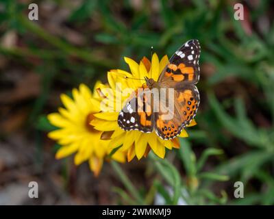 Australian Painted Lady Butterfly with colourful orange black and white Patterned wings on bright yellow Paper Daisy flowers in the garden Stock Photo
