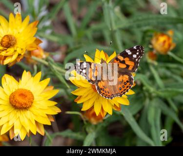 Australian Painted Lady Butterfly with colourful orange black and white Patterned wings on bright yellow Paper Daisy strawflowers in the garden Stock Photo