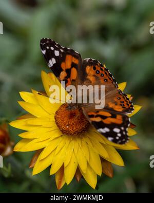 Australian Painted Lady Butterfly with colourful orange black and white Patterned wings on a bright yellow Paper Daisy flower in the garden Stock Photo