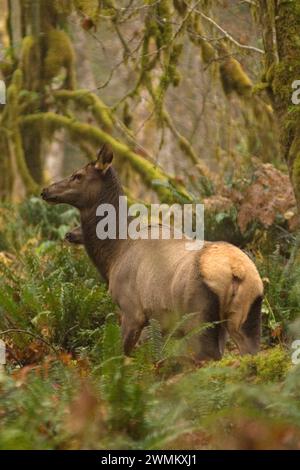 Roosevelt elk Cervus elaphus cows in the rainforest of the Quinault ...