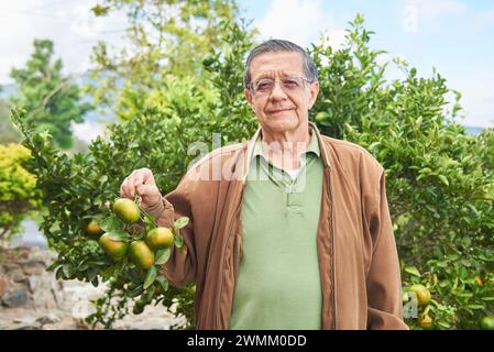 Senior latin man smiling looking at the camera holding a bunch of fresh mandarin oranges he has just harvested from the tree. Concept of healthy eatin Stock Photo