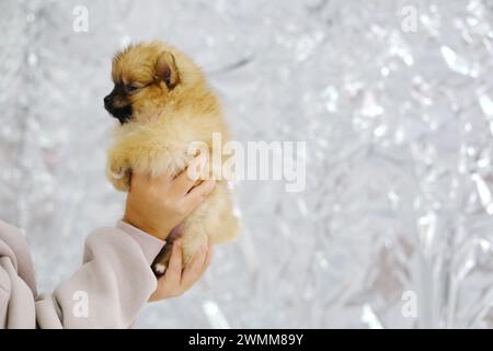 A small fluffy Pomeranian puppy is gently held by children's hands on a silver background. Horizontal photo Stock Photo