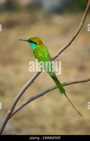 A beautiful Green Bee-Eater sitting on a tree branch at Bhigwan Bird Sanctuary in India Stock Photo