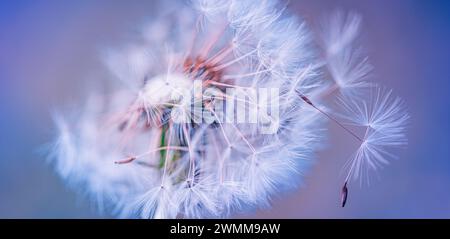 Closeup of dandelion with blurred background, artistic nature closeup. Spring summer meadow field banner. Beautiful relaxing macro photo, sunny spring Stock Photo