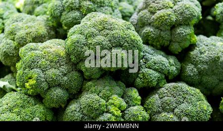 Full frame fresh broccoli sprouts for background Stock Photo