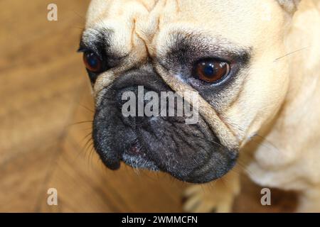Close up color portrait of a fawn French Bulldog on blurred wooden background. Concept for sad, lost, forlorn, gone, dead inside Stock Photo