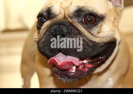 Close up portrait of a smiling beige and black colored fawn French Bulldog with its tongue sticking out and mouth open Stock Photo
