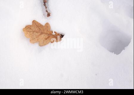 A close-up of an oak leaf resting on snow near a hole Stock Photo