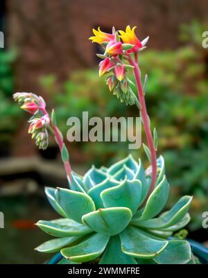 One blooming Echeveria elegans (Mexican snowball) succulent plant with orange and yellow flowers growing on stems above succulent green leaves in June Stock Photo